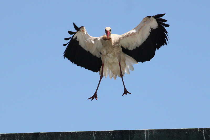 Weissstorch